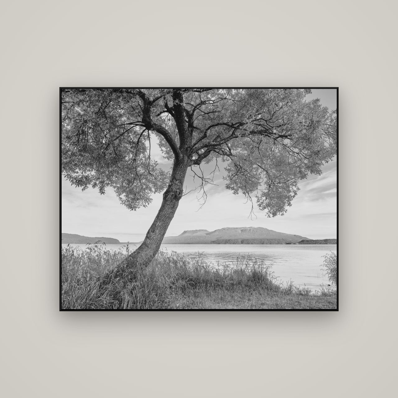 A Tree's Tale, Sunset at Lake Tarawera — ArtBox Black, 125×100 cm. New Zealand fine art wall art by Stephen Milner.