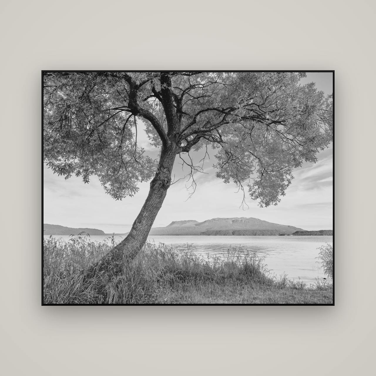 A Tree's Tale, Sunset at Lake Tarawera — ArtBox Black, 150×120 cm. New Zealand fine art wall art by Stephen Milner.