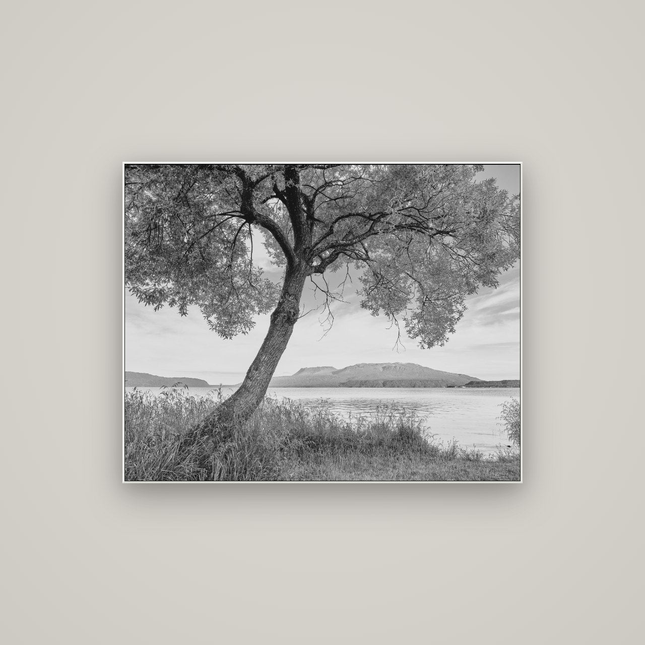A Tree's Tale, Sunset at Lake Tarawera — ArtBox White, 100×80 cm. New Zealand fine art wall art by Stephen Milner.
