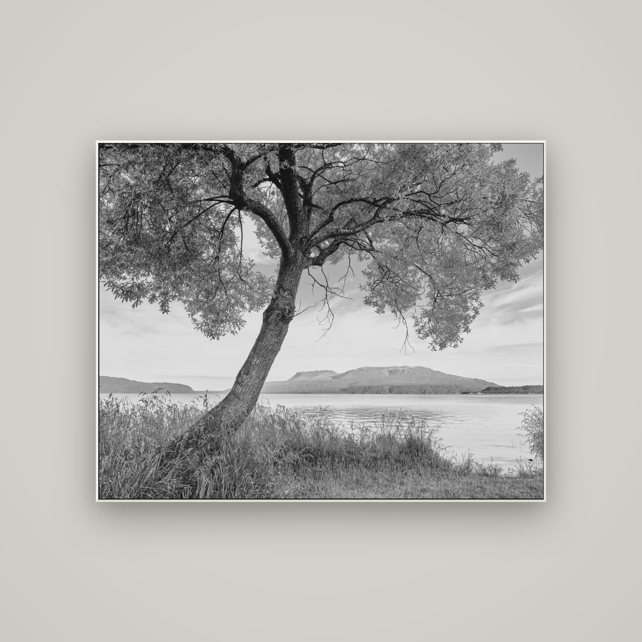 A Tree's Tale, Sunset at Lake Tarawera — ArtBox White, 125×100 cm. New Zealand fine art wall art by Stephen Milner.