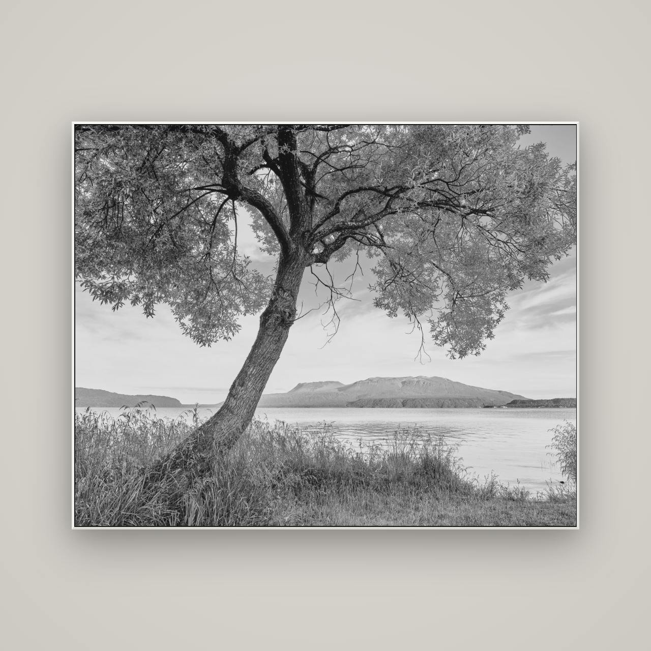 A Tree's Tale, Sunset at Lake Tarawera — ArtBox White, 150×120 cm. New Zealand fine art wall art by Stephen Milner.