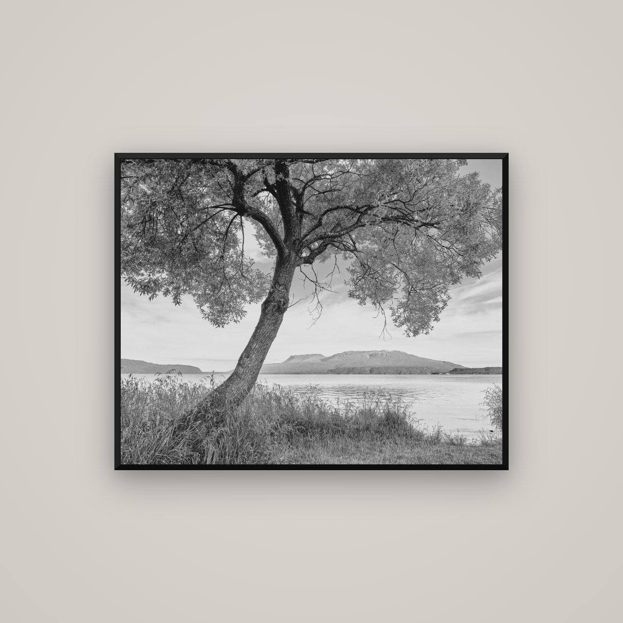 A Tree's Tale, Sunset at Lake Tarawera — Basel Black Matte, 100×80 cm. New Zealand fine art wall art by Stephen Milner.