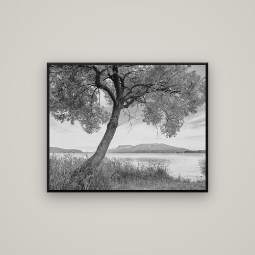A Tree's Tale, Sunset at Lake Tarawera — Basel Black Matte, 100×80 cm. New Zealand fine art wall art by Stephen Milner.