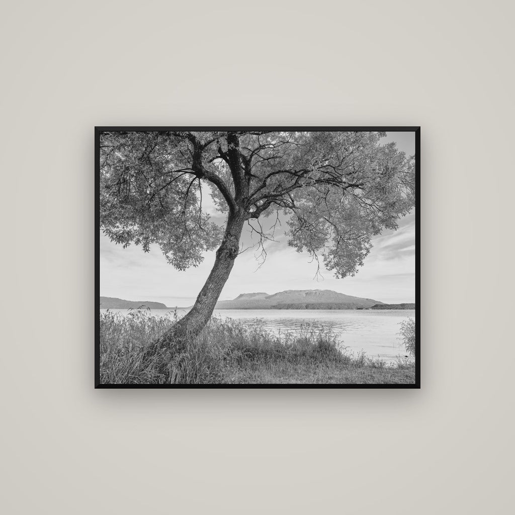 A Tree's Tale, Sunset at Lake Tarawera — Basel Black Matte, 100×80 cm. New Zealand fine art wall art by Stephen Milner.