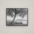A Tree's Tale, Sunset at Lake Tarawera — Basel Black, 100×80 cm. New Zealand fine art wall art by Stephen Milner.