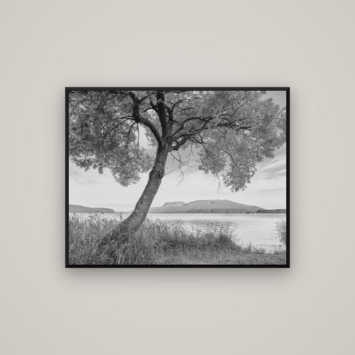 A Tree's Tale, Sunset at Lake Tarawera — Basel Black, 100×80 cm. New Zealand fine art wall art by Stephen Milner.