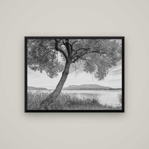 A Tree's Tale, Sunset at Lake Tarawera — Basel Black, 107×80 cm. New Zealand fine art wall art by Stephen Milner.