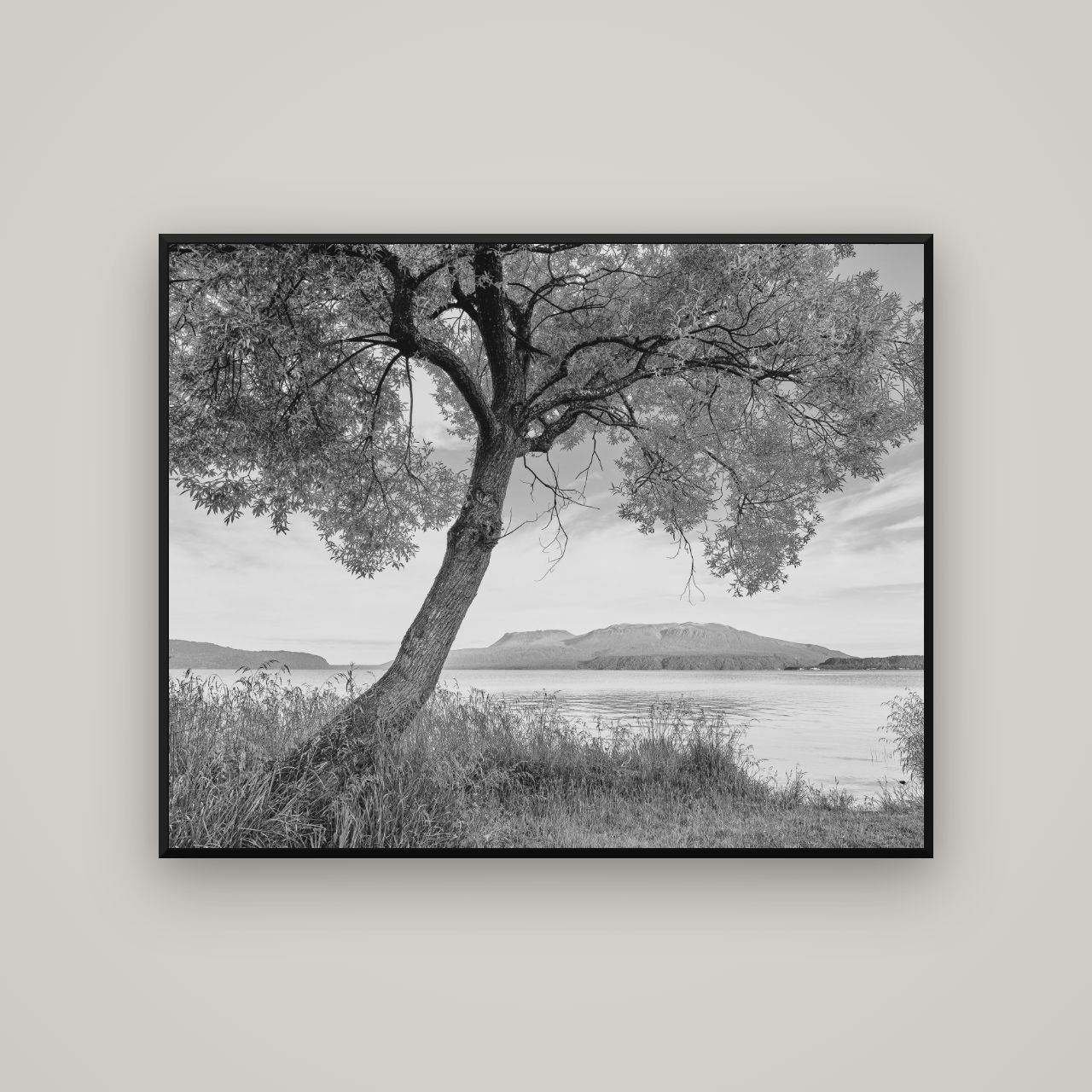 A Tree's Tale, Sunset at Lake Tarawera — Basel Black Matte, 125×100 cm. New Zealand fine art wall art by Stephen Milner.