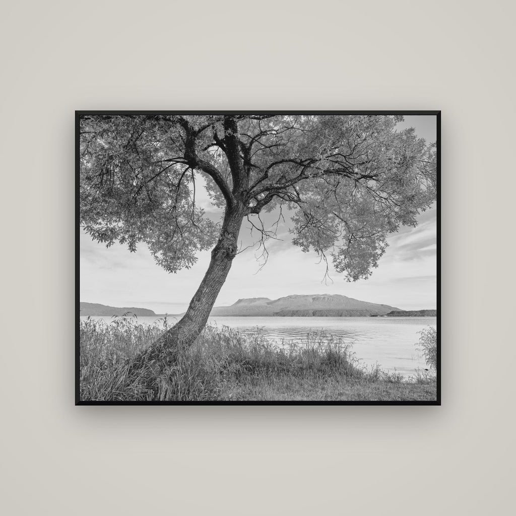 A Tree's Tale, Sunset at Lake Tarawera — Basel Black Matte, 125×100 cm. New Zealand fine art wall art by Stephen Milner.