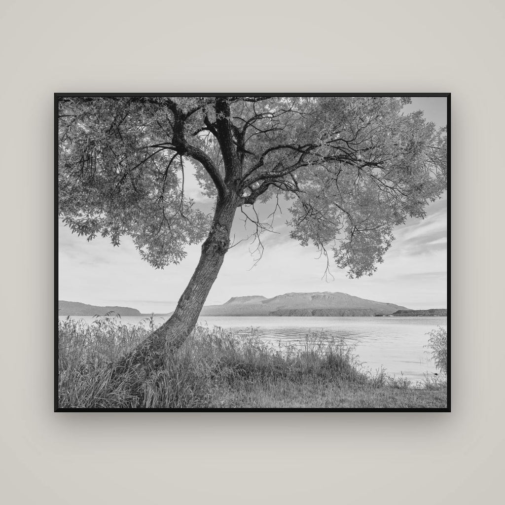 A Tree's Tale, Sunset at Lake Tarawera — Basel Black Matte, 150×120 cm. New Zealand fine art wall art by Stephen Milner.