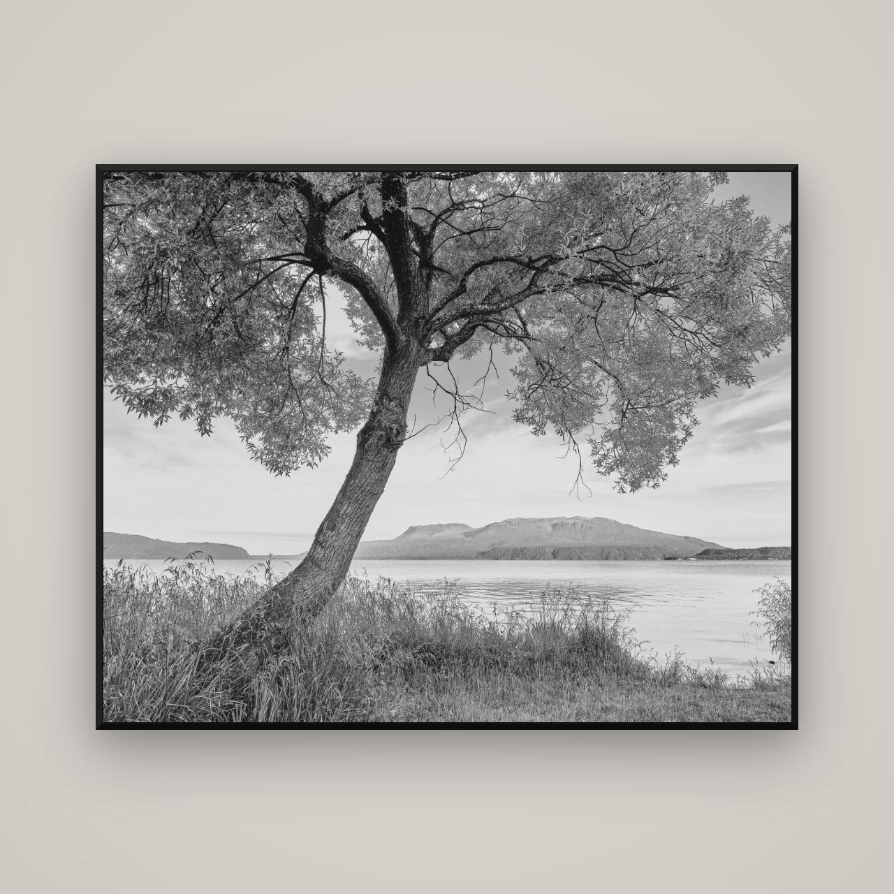 A Tree's Tale, Sunset at Lake Tarawera — Basel Black Matte, 150×120 cm. New Zealand fine art wall art by Stephen Milner.