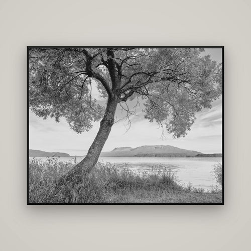 A Tree's Tale, Sunset at Lake Tarawera — Basel Black Matte, 150×120 cm. New Zealand fine art wall art by Stephen Milner.