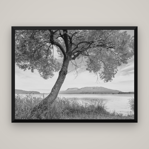 A Tree's Tale, Sunset at Lake Tarawera — Basel Black, 160×120 cm. New Zealand fine art wall art by Stephen Milner.