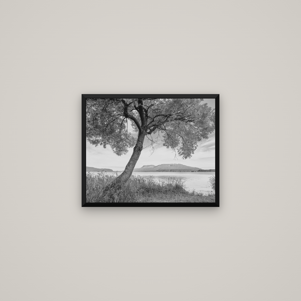 A Tree's Tale, Sunset at Lake Tarawera — Basel Black Matte, 51×41 cm. New Zealand fine art wall art by Stephen Milner.