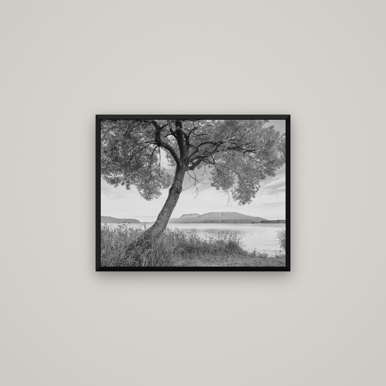 A Tree's Tale, Sunset at Lake Tarawera — Basel Black Matte, 63×50 cm. New Zealand fine art wall art by Stephen Milner.