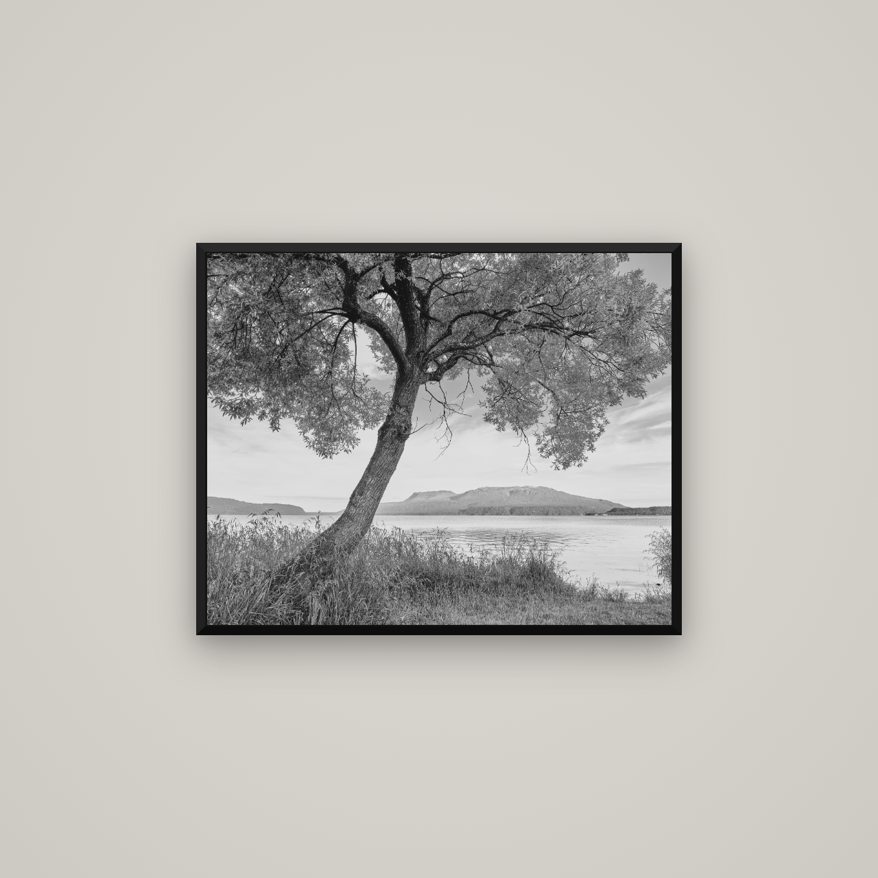 A Tree's Tale, Sunset at Lake Tarawera — Basel Black Matte, 75×60 cm. New Zealand fine art wall art by Stephen Milner.