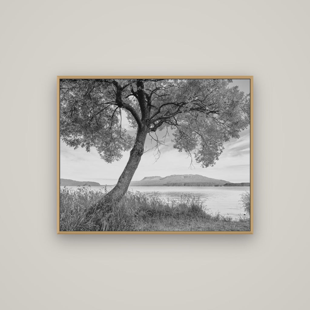 A Tree's Tale, Sunset at Lake Tarawera, Basel Natural Oak, 100×80 cm. New Zealand fine art wall art by Stephen Milner.