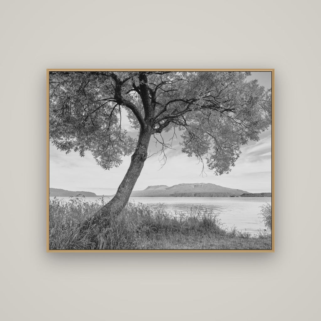 A Tree's Tale, Sunset at Lake Tarawera, Basel Natural Oak, 125×100 cm. New Zealand fine art wall art by Stephen Milner.