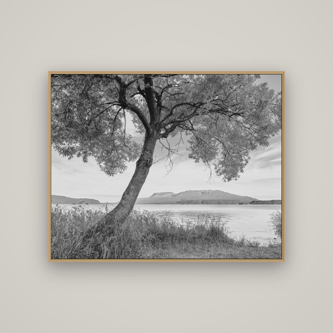 A Tree's Tale, Sunset at Lake Tarawera, Basel Natural Oak, 125×100 cm. New Zealand fine art wall art by Stephen Milner.