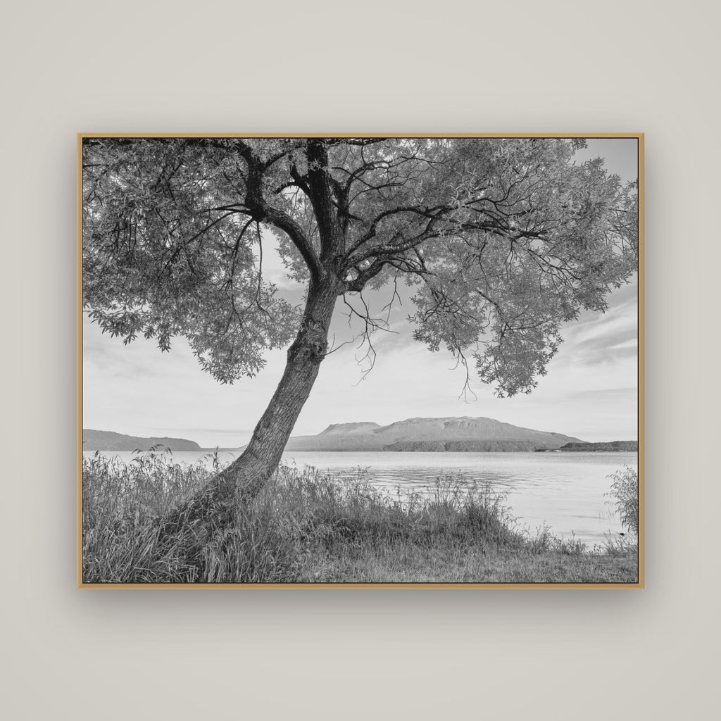 A Tree's Tale, Sunset at Lake Tarawera, Basel Natural Oak, 150×120 cm. New Zealand fine art wall art by Stephen Milner.