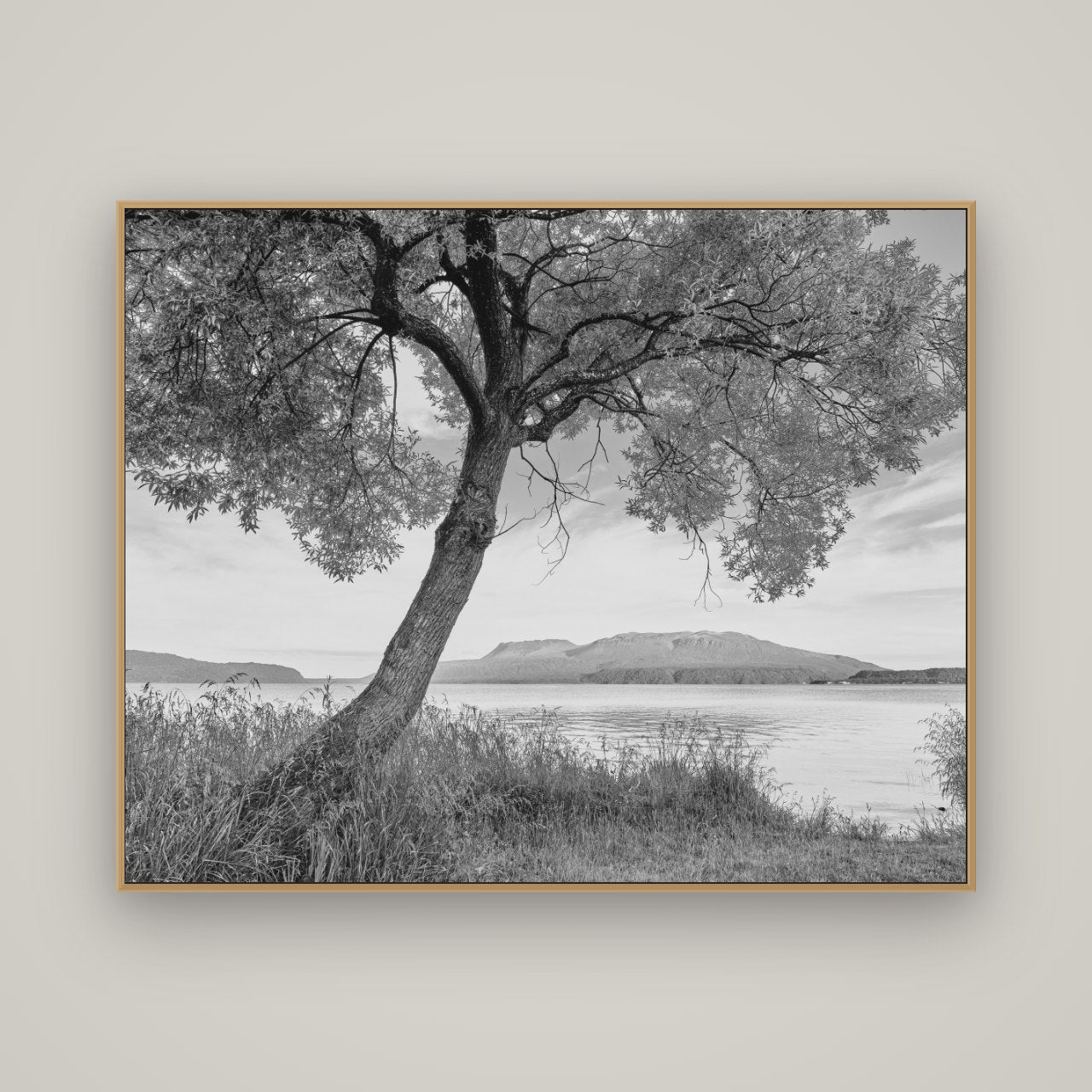 A Tree's Tale, Sunset at Lake Tarawera, Basel Natural Oak, 150×120 cm. New Zealand fine art wall art by Stephen Milner.