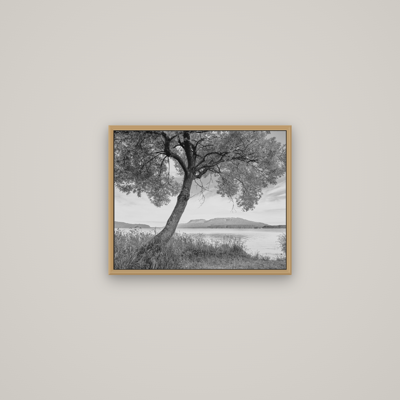 A Tree's Tale, Sunset at Lake Tarawera, Basel Natural Oak, 51×41 cm. New Zealand fine art wall art by Stephen Milner.