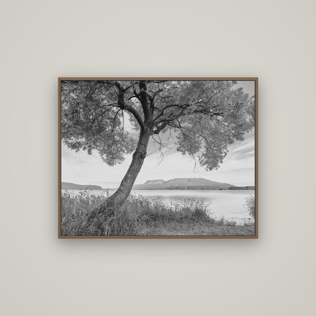 A Tree's Tale, Sunset at Lake Tarawera, Basel Walnut, 100×80 cm. New Zealand fine art wall art by Stephen Milner.