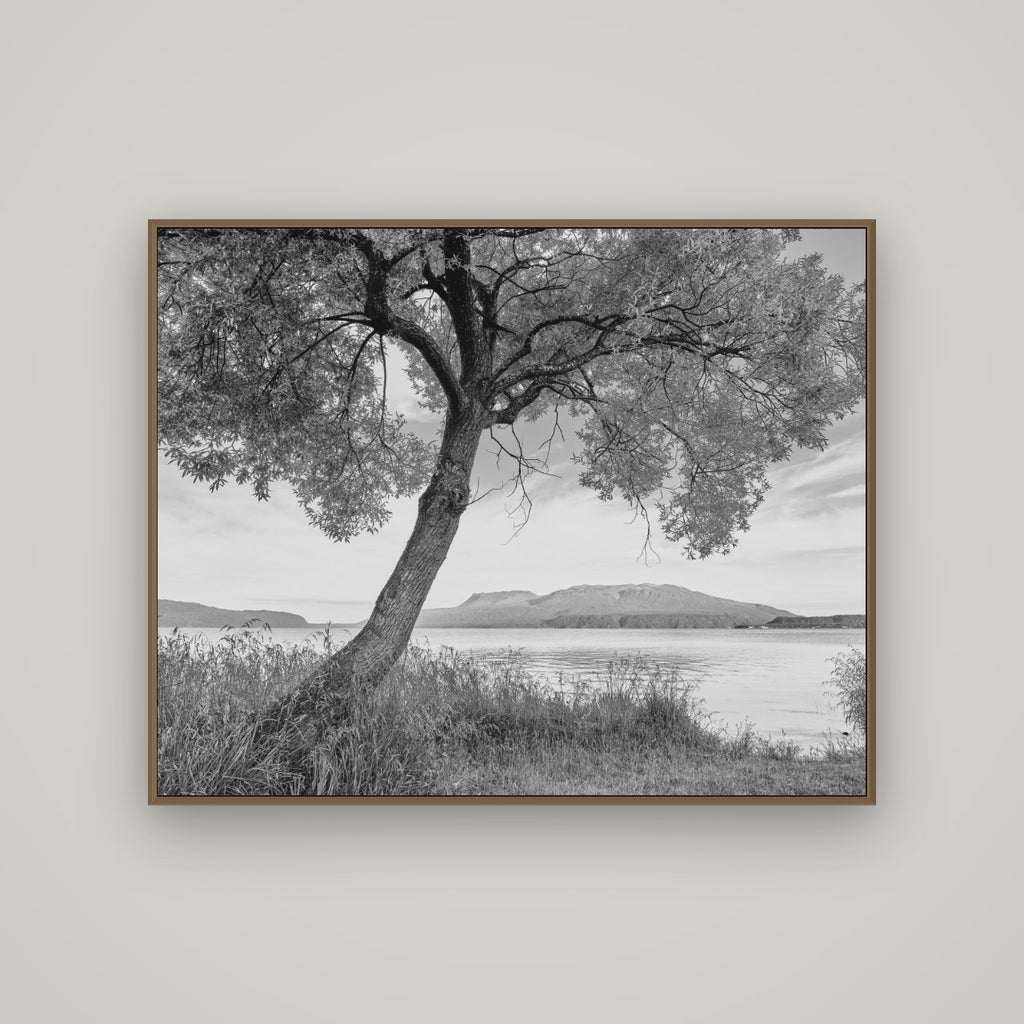 A Tree's Tale, Sunset at Lake Tarawera, Basel Walnut, 125×100 cm. New Zealand fine art wall art by Stephen Milner.