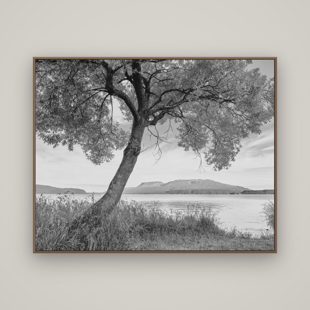 A Tree's Tale, Sunset at Lake Tarawera, Basel Walnut, 150×120 cm. New Zealand fine art wall art by Stephen Milner.