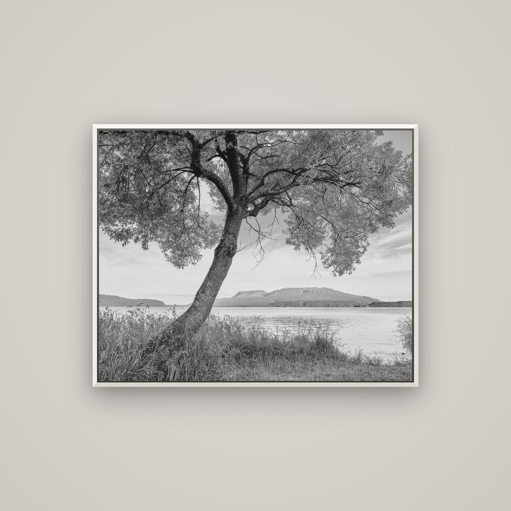 A Tree's Tale, Sunset at Lake Tarawera — Basel White, 100×80 cm. New Zealand fine art wall art by Stephen Milner.