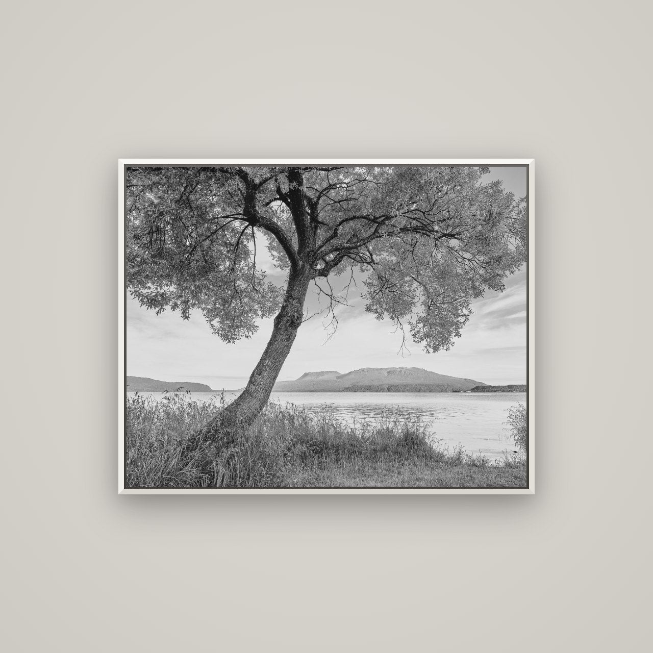A Tree's Tale, Sunset at Lake Tarawera — Basel White, 100×80 cm. New Zealand fine art wall art by Stephen Milner.