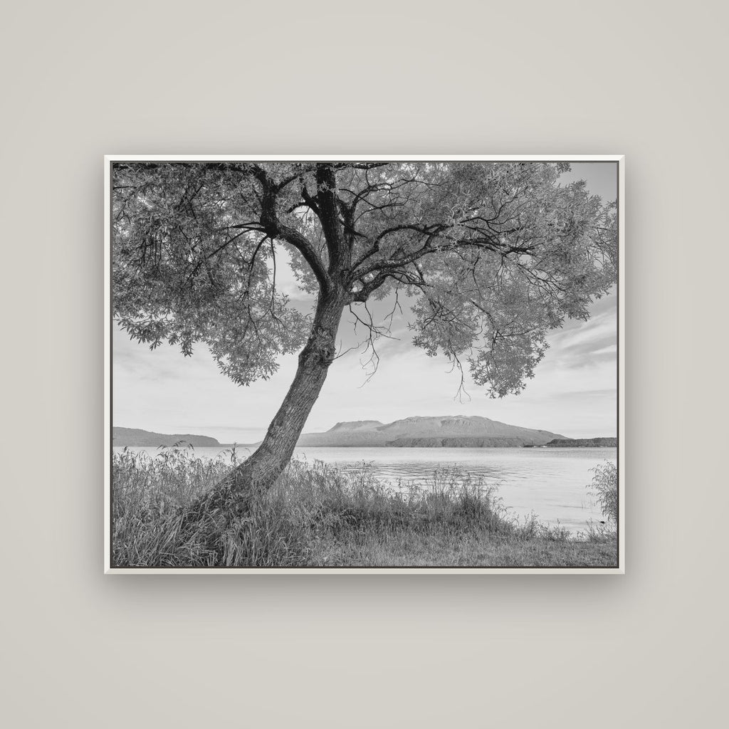 A Tree's Tale, Sunset at Lake Tarawera — Basel White, 125×100 cm. New Zealand fine art wall art by Stephen Milner.