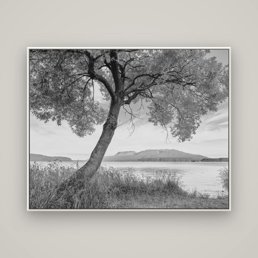 A Tree's Tale, Sunset at Lake Tarawera — Basel White, 150×120 cm. New Zealand fine art wall art by Stephen Milner.