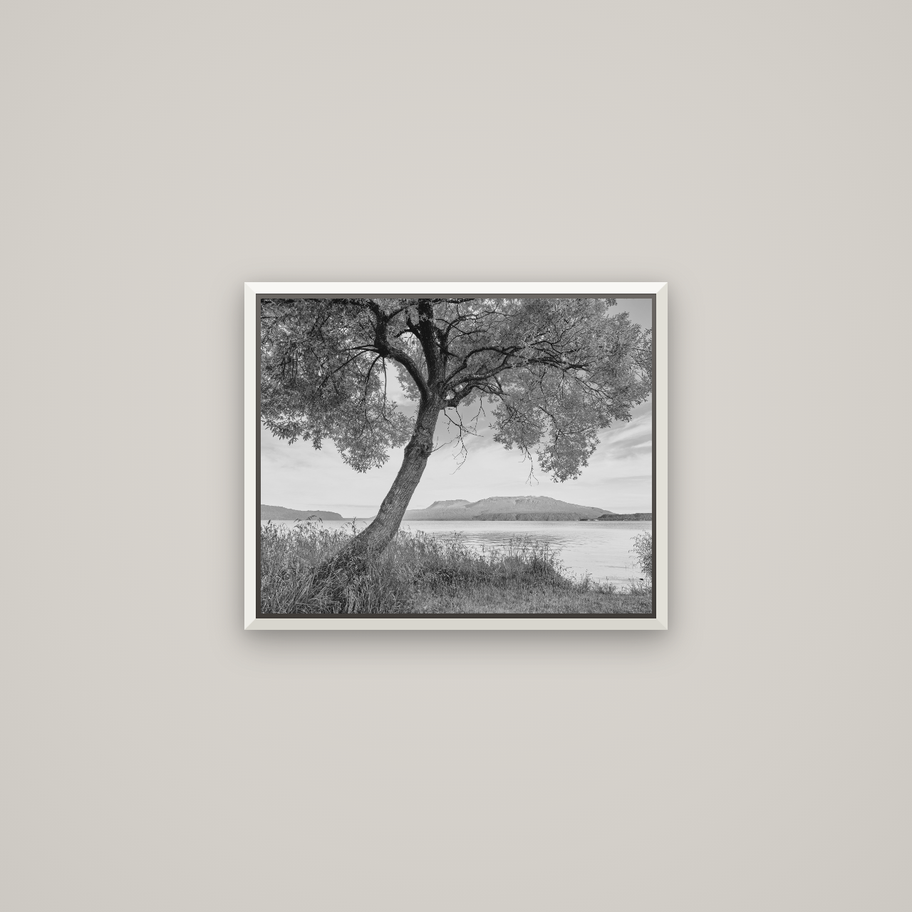 A Tree's Tale, Sunset at Lake Tarawera — Basel White, 51×41 cm. New Zealand fine art wall art by Stephen Milner.