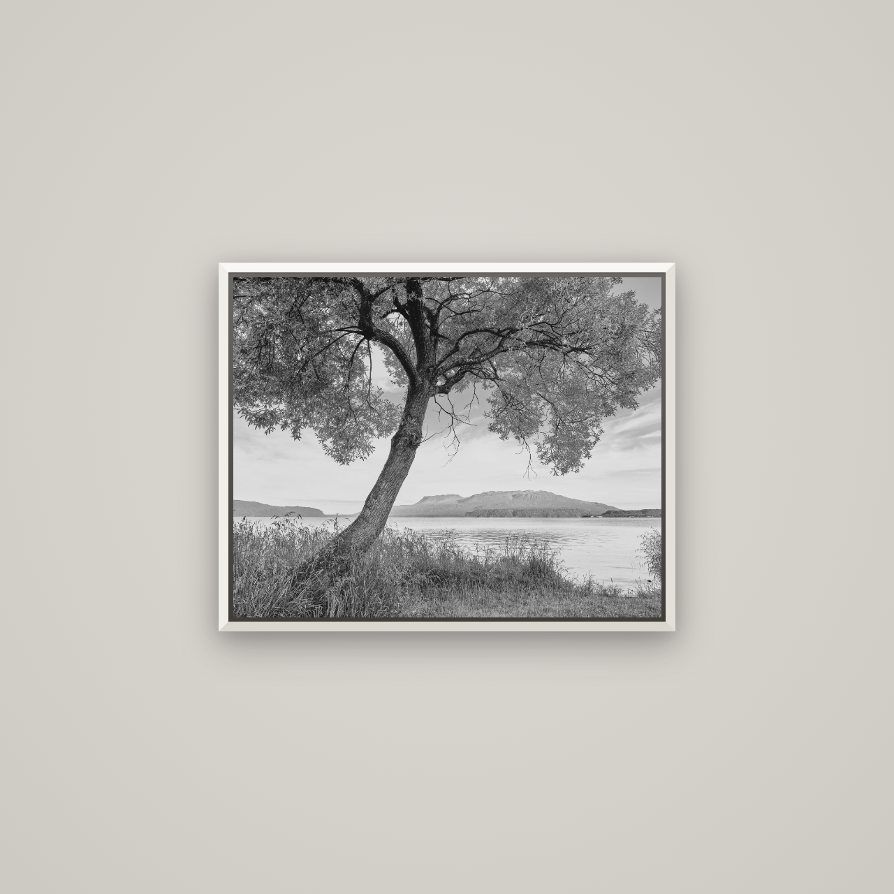 A Tree's Tale, Sunset at Lake Tarawera — Basel White, 63×50 cm. New Zealand fine art wall art by Stephen Milner.