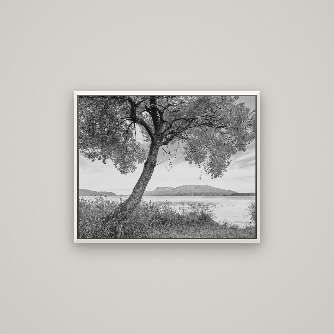 A Tree's Tale, Sunset at Lake Tarawera — Basel White, 75×60 cm. New Zealand fine art wall art by Stephen Milner.
