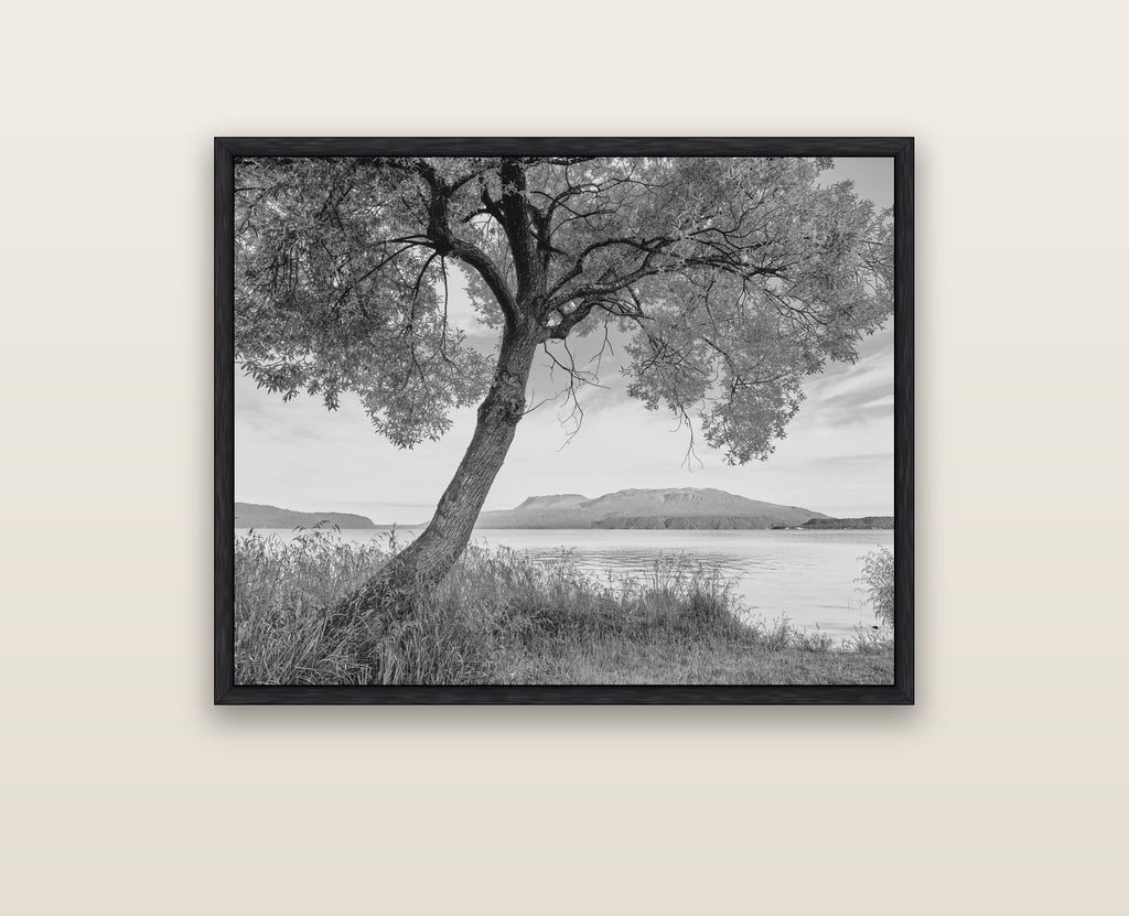 A Tree's Tale, Sunset at Lake Tarawera — black float frame framed canvas print. New Zealand fine art landscape wall art by Stephen Milner.
