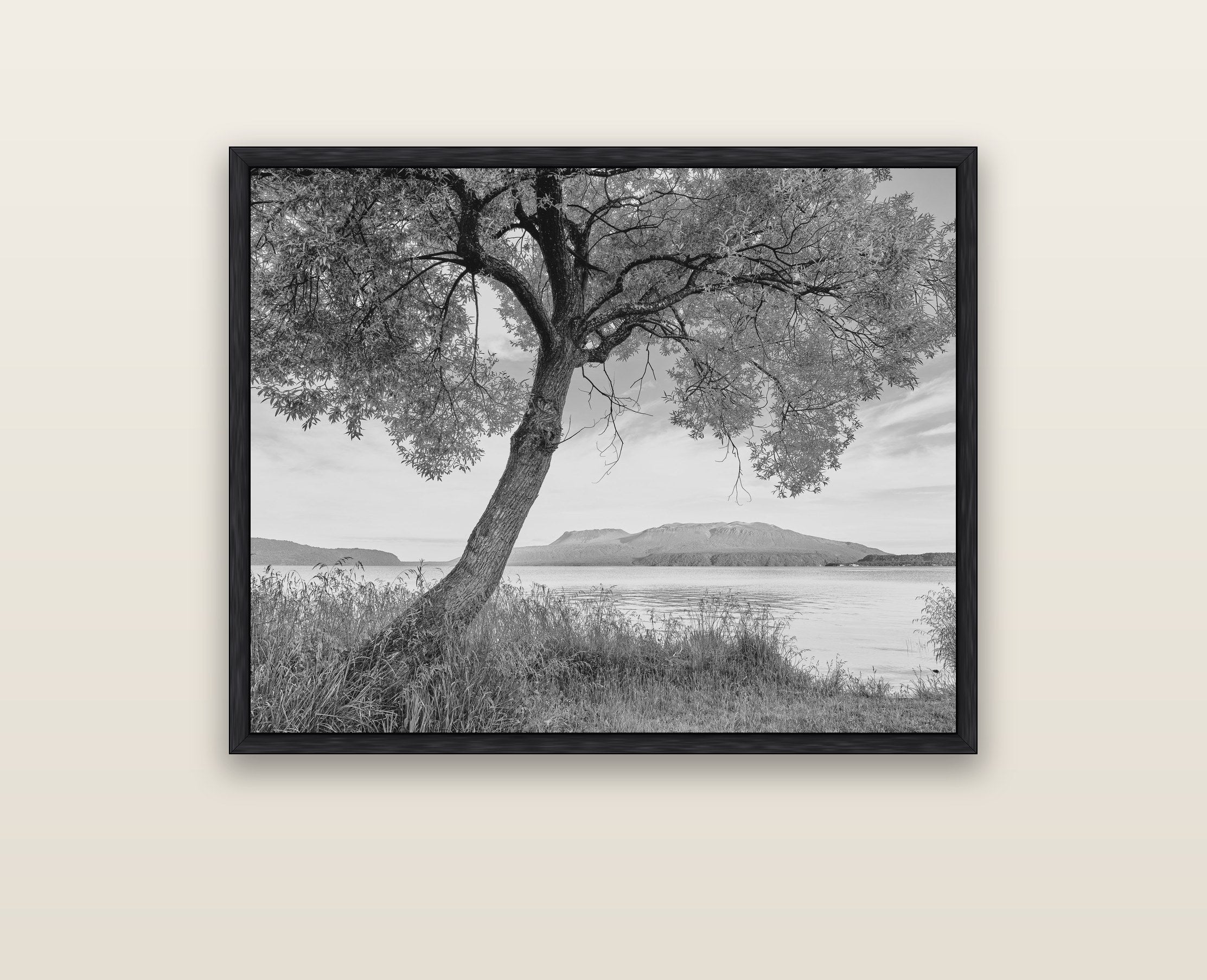 A Tree's Tale, Sunset at Lake Tarawera — black float frame framed canvas print. New Zealand fine art landscape wall art by Stephen Milner.