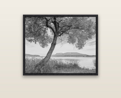 A Tree's Tale, Sunset at Lake Tarawera — black float frame framed canvas print. New Zealand fine art landscape wall art by Stephen Milner.