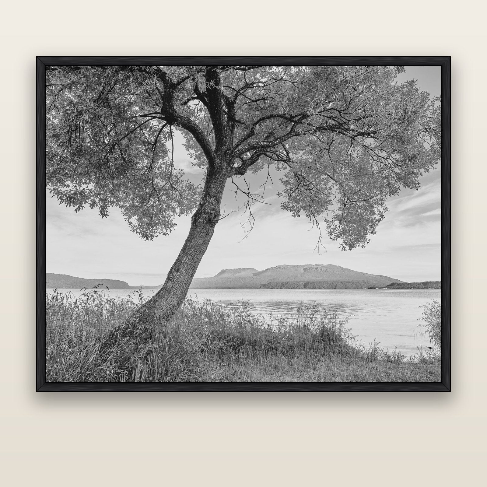 A Tree's Tale, Sunset at Lake Tarawera — black float frame canvas, 176 × 141 cm. New Zealand fine art landscape wall art by Stephen Milner.