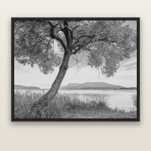 A Tree's Tale, Sunset at Lake Tarawera — black float frame canvas, 176 × 141 cm. New Zealand fine art landscape wall art by Stephen Milner.