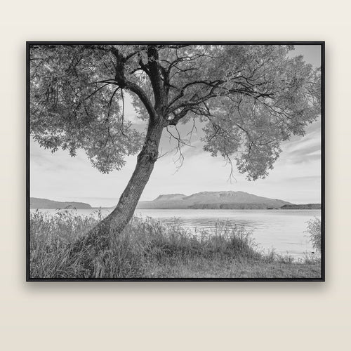 A Tree's Tale, Sunset at Lake Tarawera — black float frame canvas, 176 × 141 cm. New Zealand fine art landscape wall art by Stephen Milner.