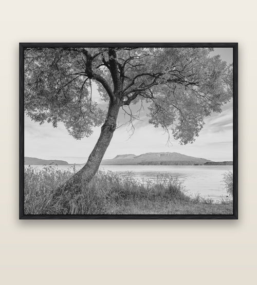 A Tree's Tale, Sunset at Lake Tarawera — black float frame canvas, 176 × 141 cm. New Zealand fine art landscape wall art by Stephen Milner.