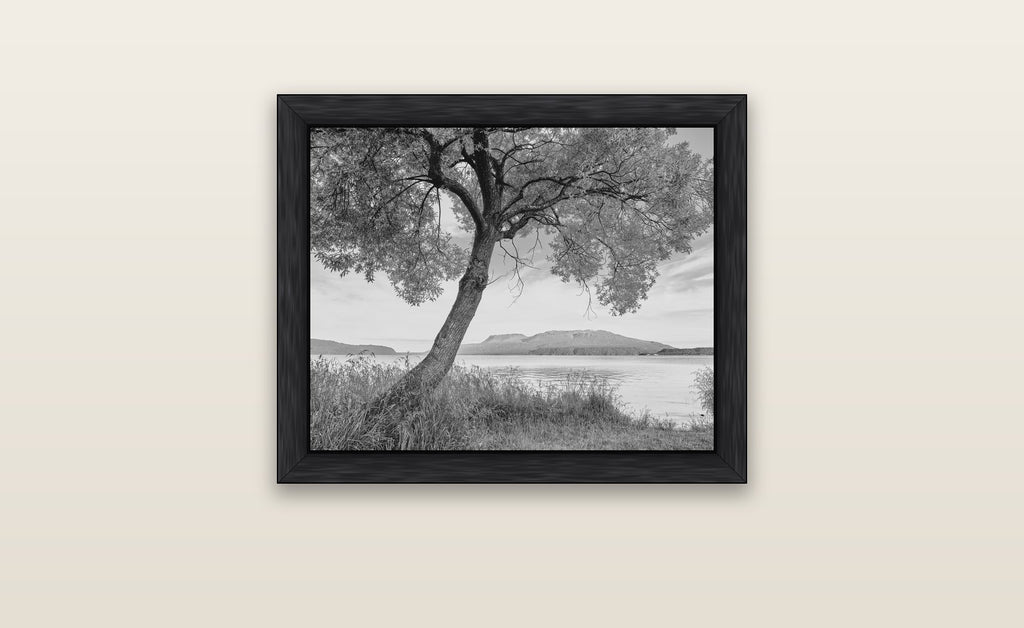 A Tree's Tale, Sunset at Lake Tarawera — black float frame canvas, 51 × 41 cm. New Zealand fine art landscape wall art by Stephen Milner.