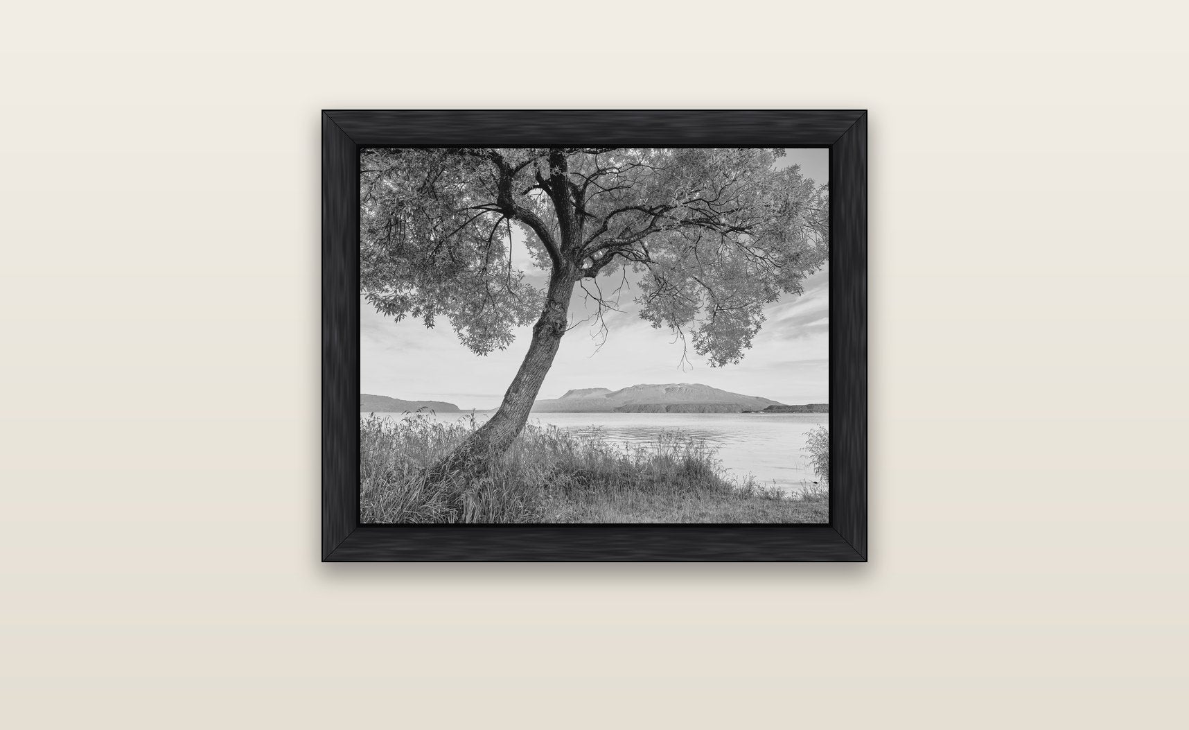 A Tree's Tale, Sunset at Lake Tarawera — black float frame canvas, 51 × 41 cm. New Zealand fine art landscape wall art by Stephen Milner.
