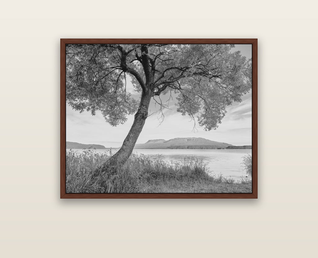 A Tree's Tale, Sunset at Lake Tarawera — brown float frame framed canvas print. New Zealand fine art landscape wall art by Stephen Milner.