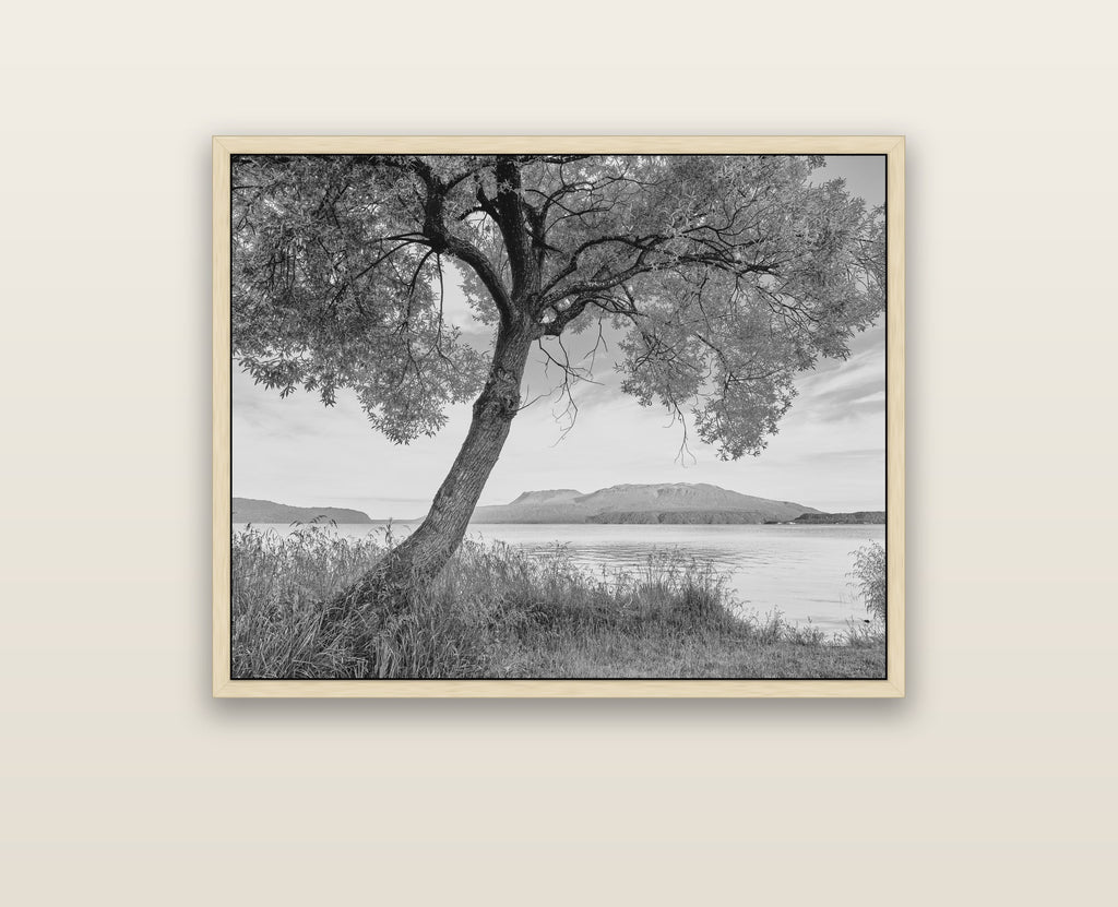 A Tree's Tale, Sunset at Lake Tarawera — natural float frame framed canvas print. New Zealand fine art landscape wall art by Stephen Milner.