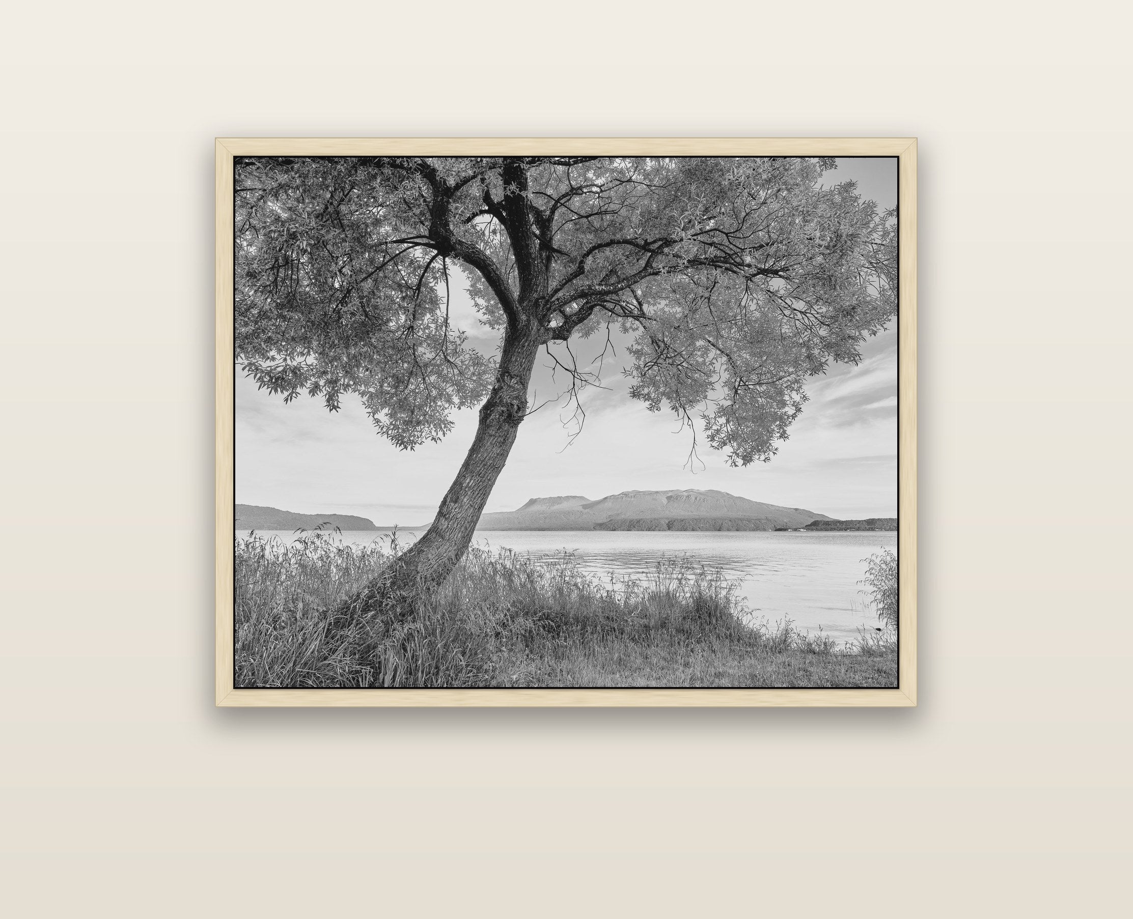 A Tree's Tale, Sunset at Lake Tarawera — natural float frame framed canvas print. New Zealand fine art landscape wall art by Stephen Milner.