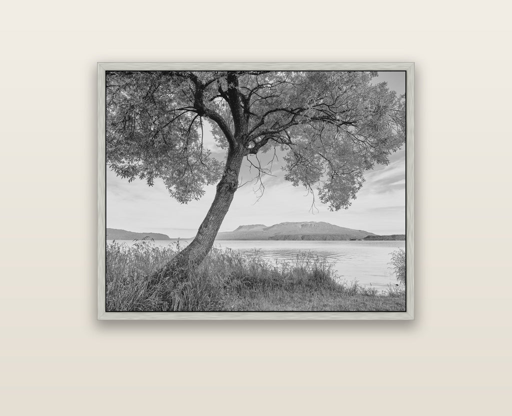 A Tree's Tale, Sunset at Lake Tarawera — silver float frame framed canvas print. New Zealand fine art landscape wall art by Stephen Milner.
