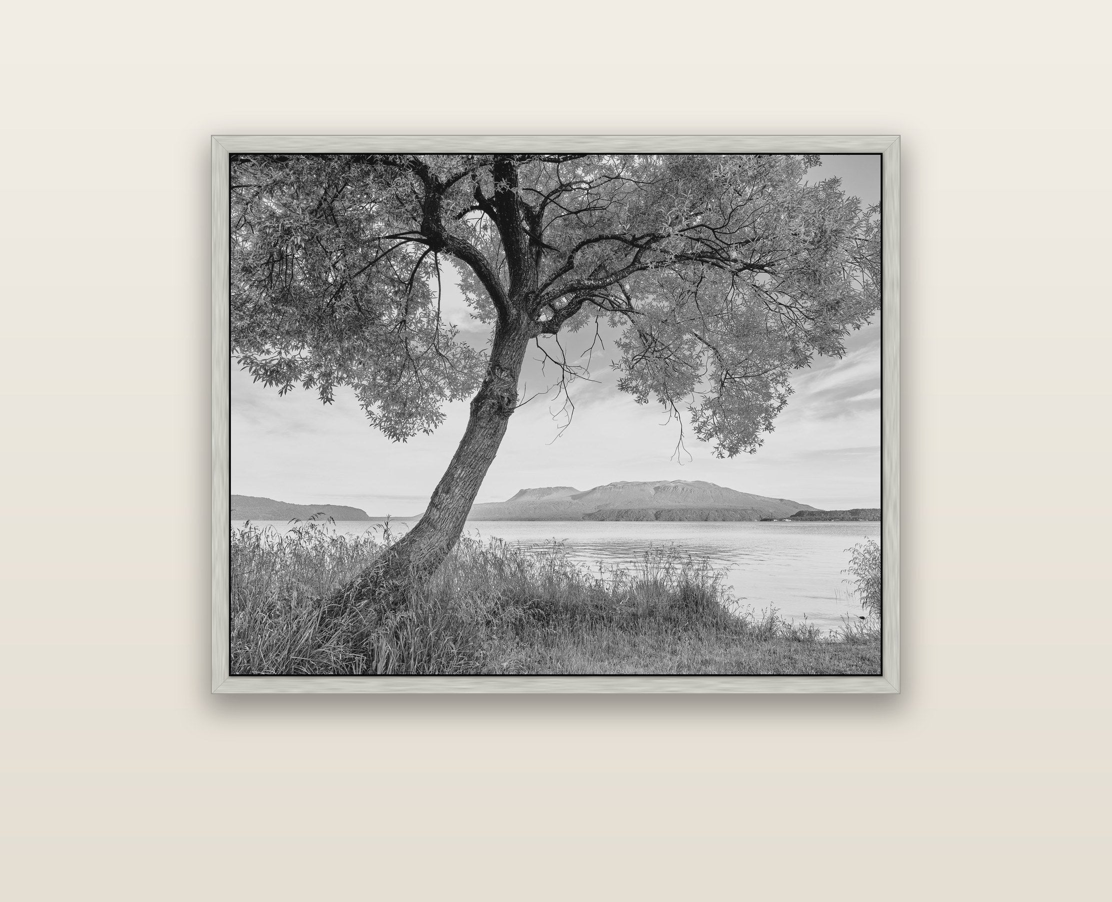 A Tree's Tale, Sunset at Lake Tarawera — silver float frame framed canvas print. New Zealand fine art landscape wall art by Stephen Milner.